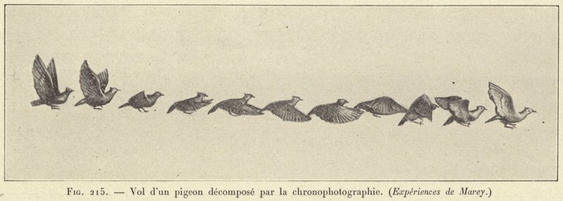 Vlucht van een duif ontleed door chronofotografie door French School