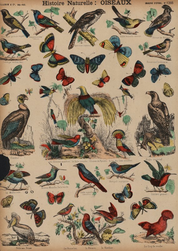 Wilde vogels door French School