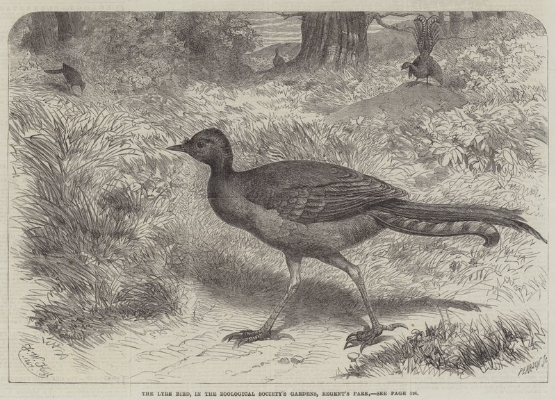 De Lier Vogel, in de Tuinen van de Zoological Society, Regent