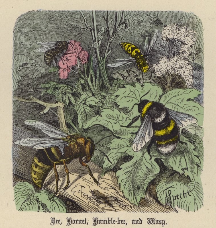 Bij, Hoornaar, Hommel en Wesp door Friedrich Specht
