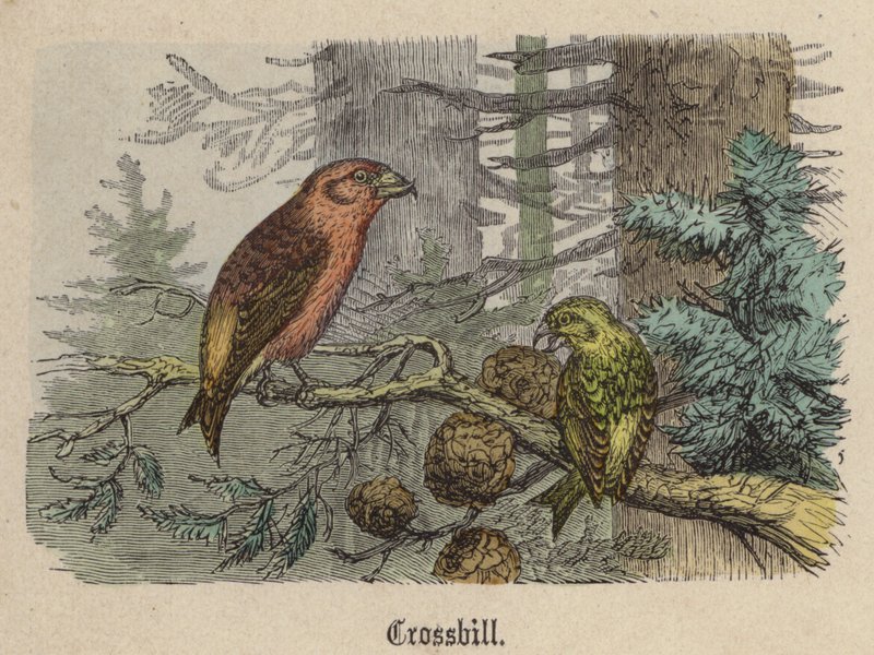Kruisbek door Friedrich Specht