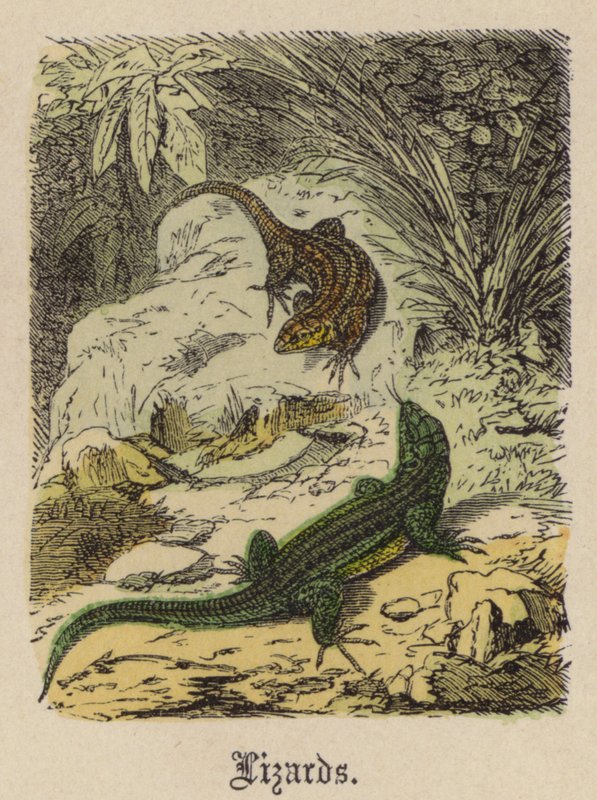 Hagedissen door Friedrich Specht