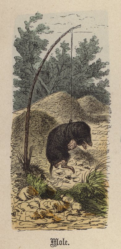 Mol door Friedrich Specht
