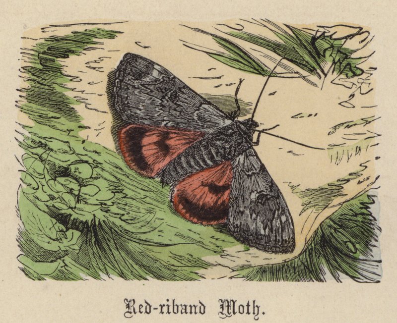 Roodbandmot door Friedrich Specht