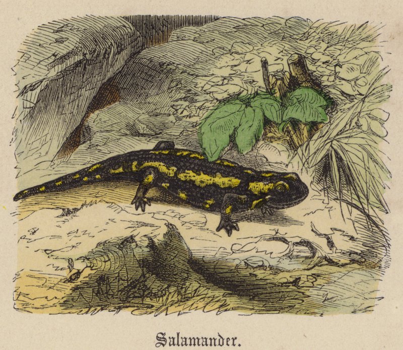 Salamander door Friedrich Specht