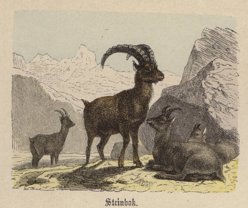 Steenbok door Friedrich Specht