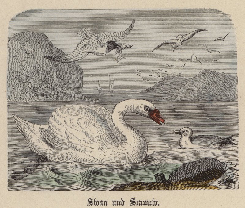 Zwaan en Meeuw door Friedrich Specht