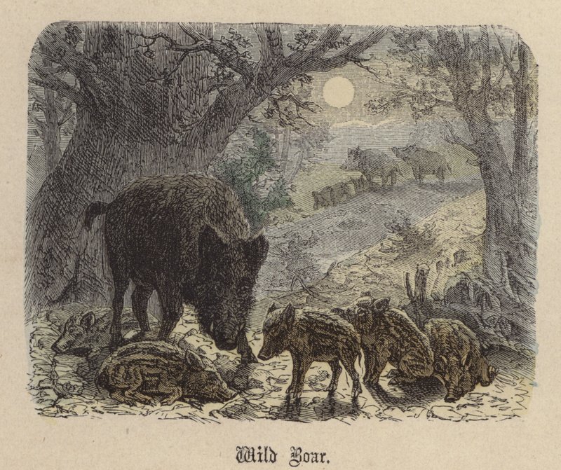 Wild zwijn door Friedrich Specht