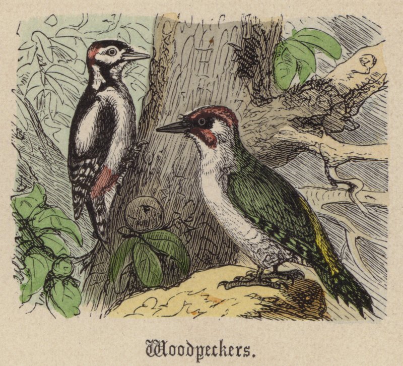 Spechten door Friedrich Specht