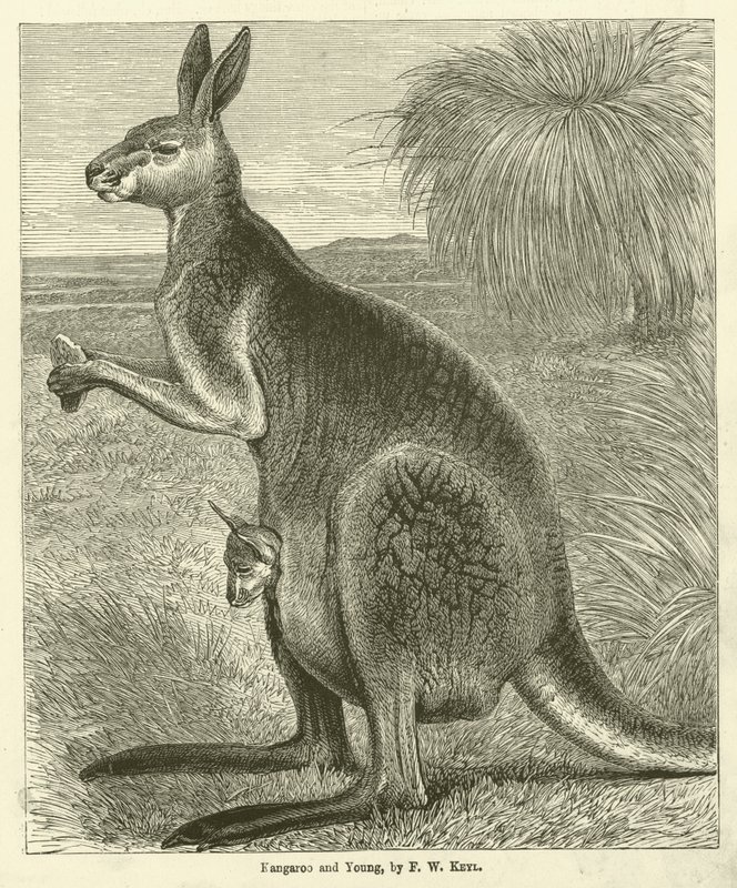 Kangoeroe en jong (gravure) door Friedrich Wilhelm Keyl