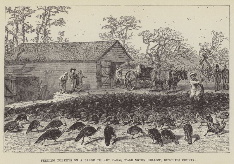 Kalkoenen voeren op een grote kalkoenboerderij, Washington Hollow, Dutchess County door George Augustus Sala