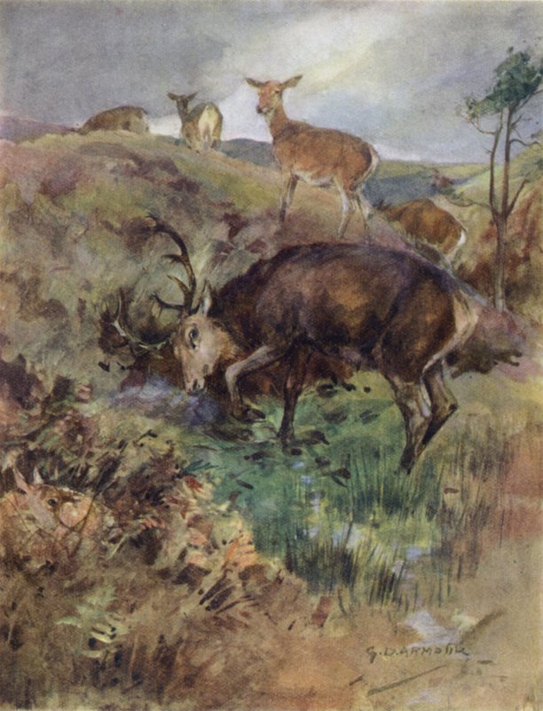 Illustratie voor The Story of a Red Deer (kleur litho) door George Denholm Armour