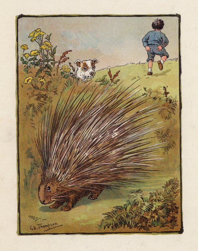 De Stekelvarken door George Henry Thompson
