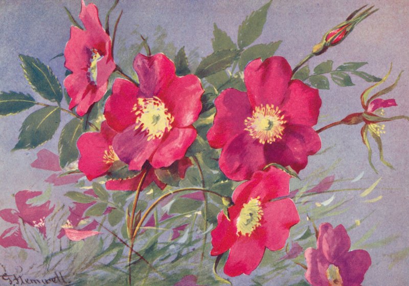 Rosa alpina, de doornloze Alpen Eglantine door George Jackson Flemwell
