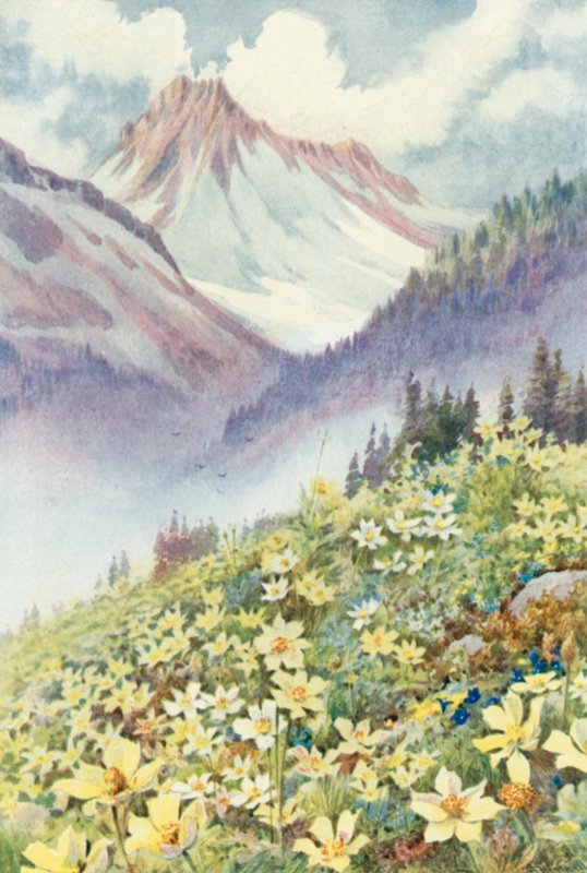 Zwavelanemonen op de hellingen van Le Planet (kleur litho) door George Jackson Flemwell