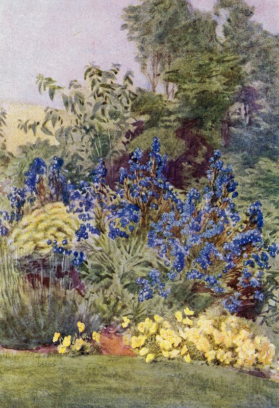 Anchusa Italica Dropmore-variëteit, de Dropmore Alkanet, met Clematis recta en Violen door George Soper