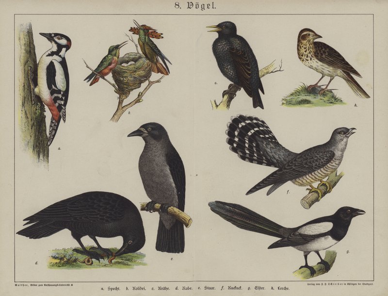 Dieren door German School
