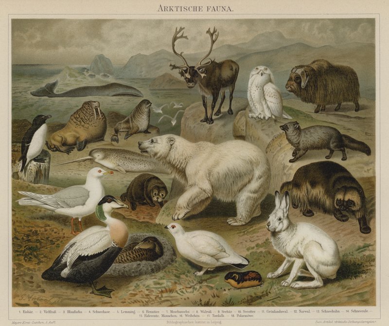 Arctische fauna door German School