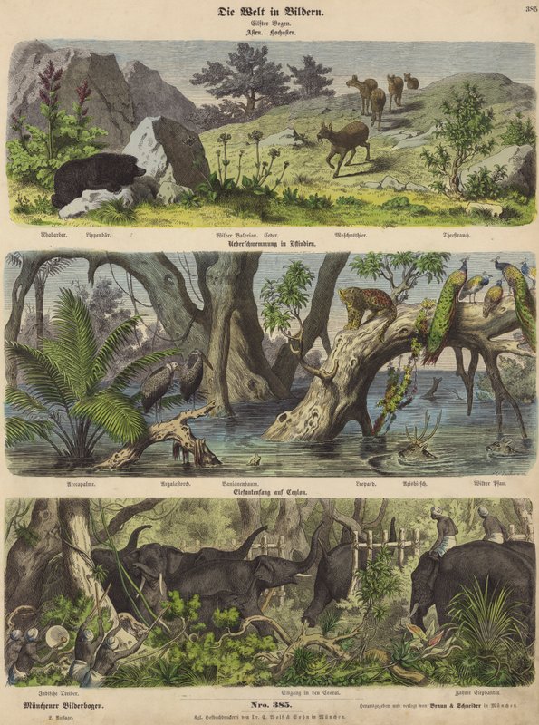 Azië: bergdieren en planten; overstroming in Oost-India; olifanten vangen in Ceylon door German School