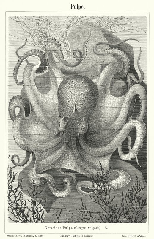 Gewone octopus door German School