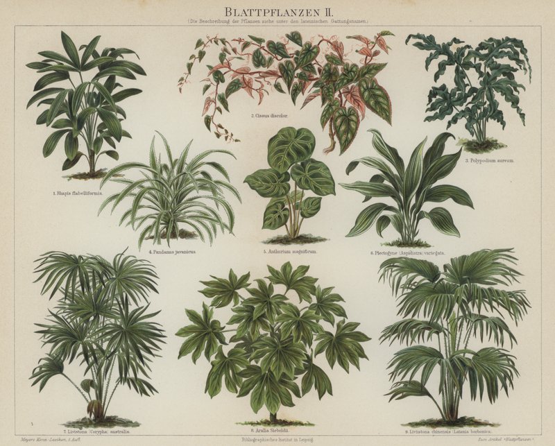 Bladplanten door German School