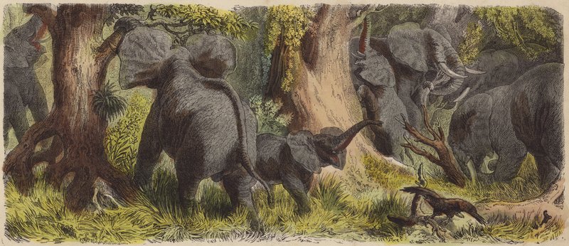 Kudde olifanten in een Afrikaanse jungle door German School