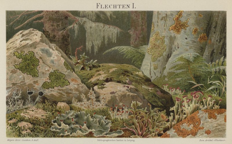 Korstmossen door German School