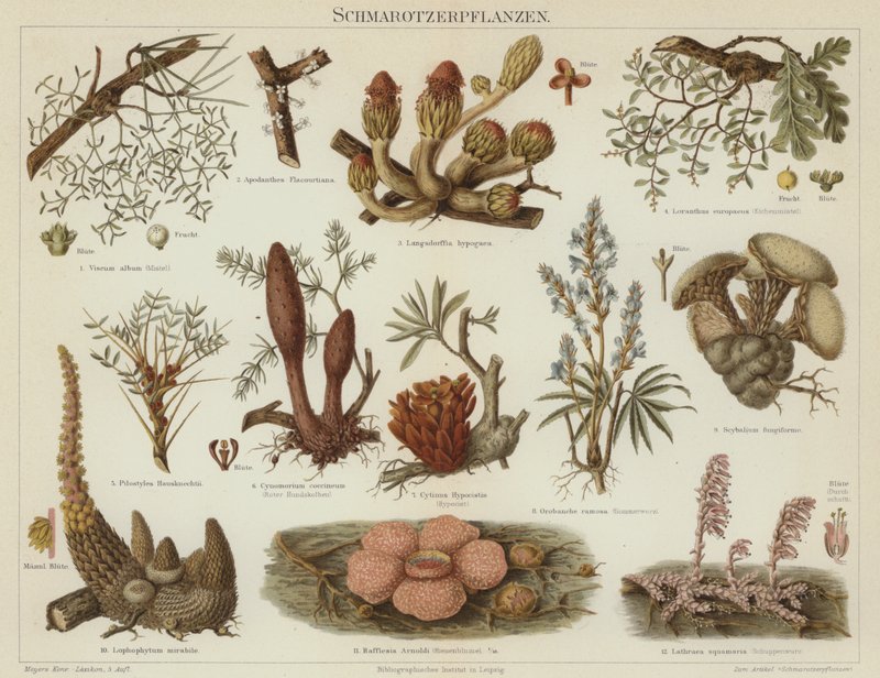 Parasitische planten door German School