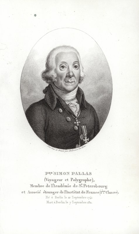 Peter Simon Pallas door German School