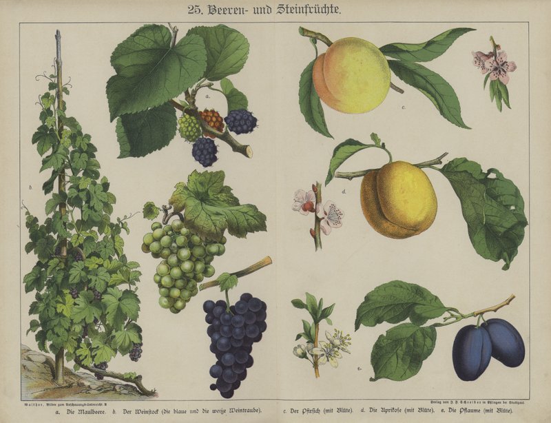 Planten door German School
