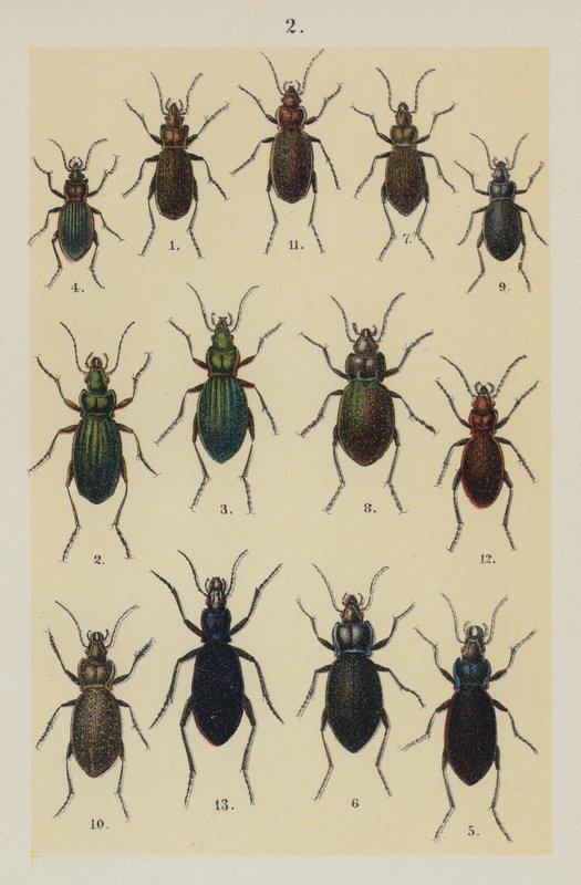 Plaat uit The Young Beetle-Collector