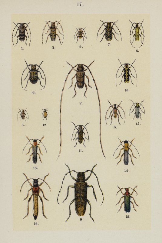 Plaat uit The Young Beetle-Collector