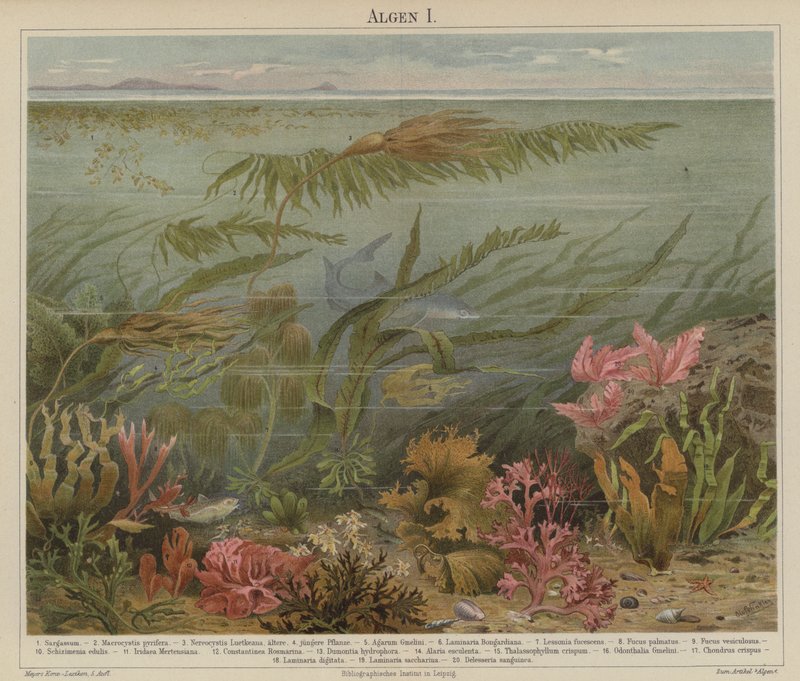 Zeewier door German School