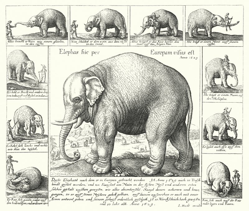 De volgzame olifant (gravure) door German School