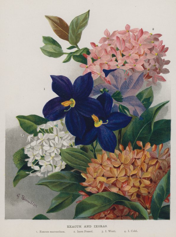 Exacum en Ixoras door Gertrude Hamilton