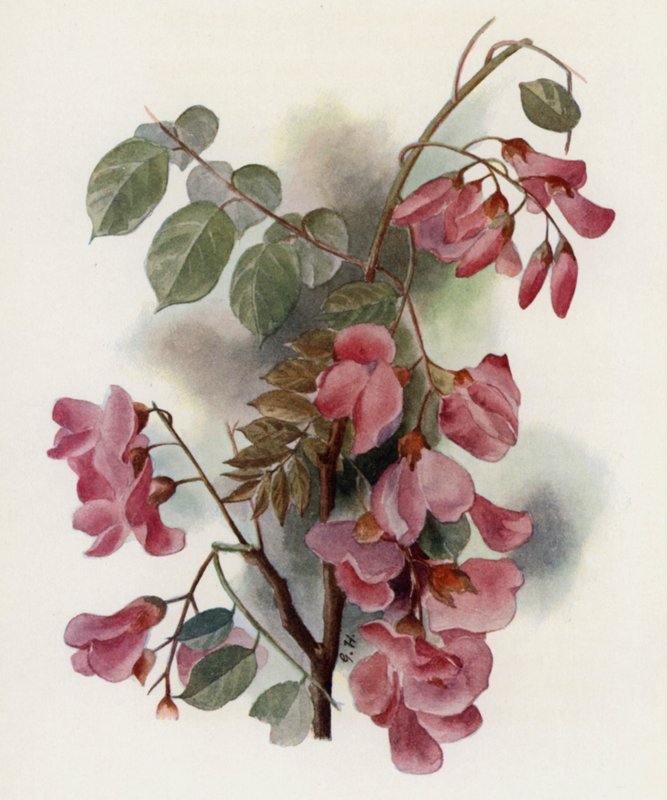 Robinia Hispida door Gertrude Hamilton