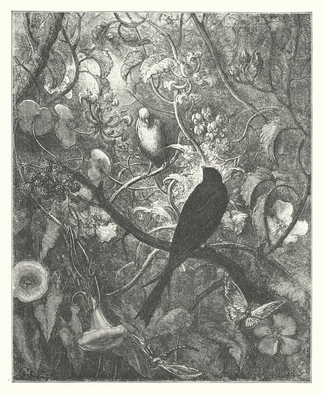 De Fabels van La Fontaine: Philomel en Progne door Gustave Dore