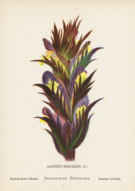 Wilde Bloemen van het Heilige Land: Acanthus Dioscoridis; Oosterse Berenklauw door Hannah Zeller