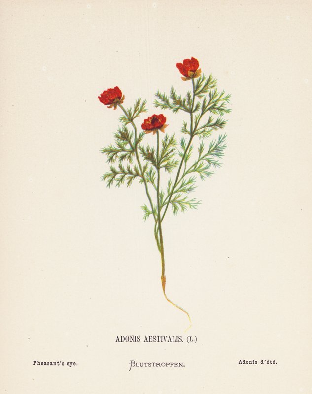 Wilde bloemen van het Heilige Land: Adonis Aestivalis; Fazantenoog door Hannah Zeller