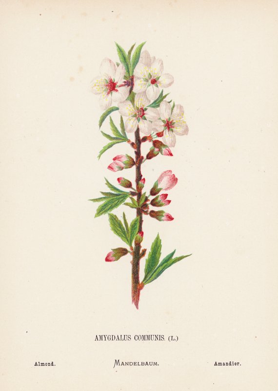Wilde bloemen van het Heilige Land: Amygdalus Communis; Amandel door Hannah Zeller