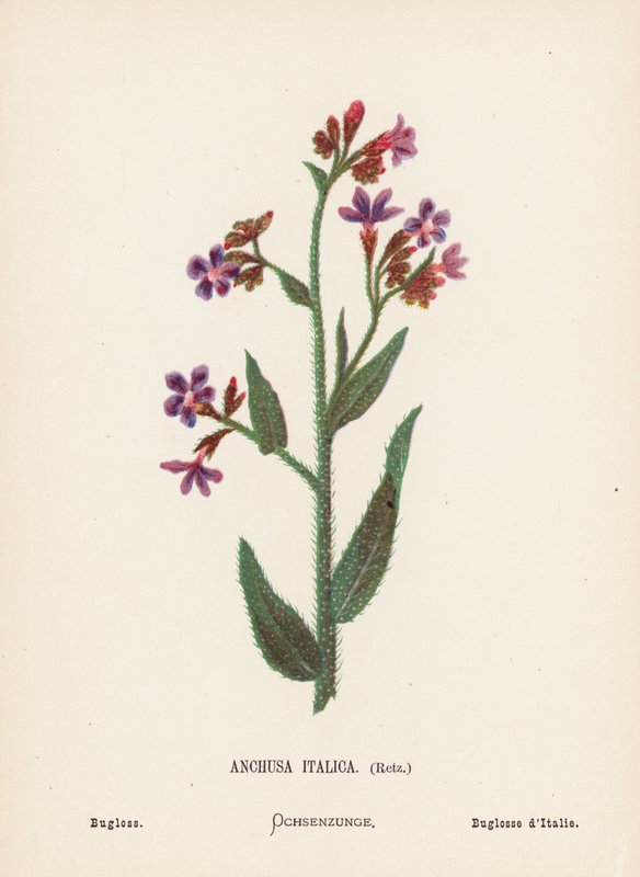 Wilde bloemen van het Heilige Land: Anchusa Italica, Retz; Bugloss door Hannah Zeller