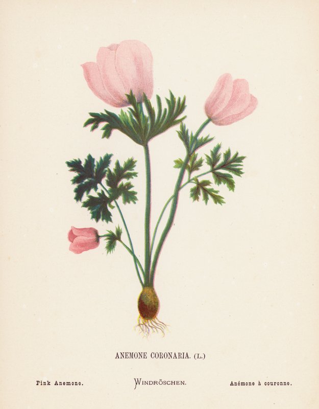 Wilde Bloemen van het Heilige Land: Anemone Coronaria; Roze Anemoon (gekleurde gravure) door Hannah Zeller
