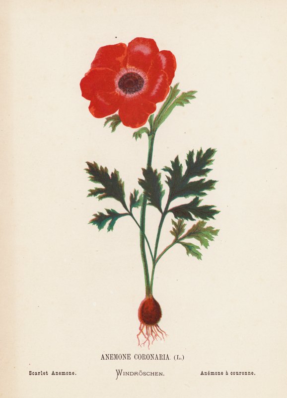 Wilde Bloemen van het Heilige Land: Anemone Coronaria; Scharlaken Anemoon door Hannah Zeller