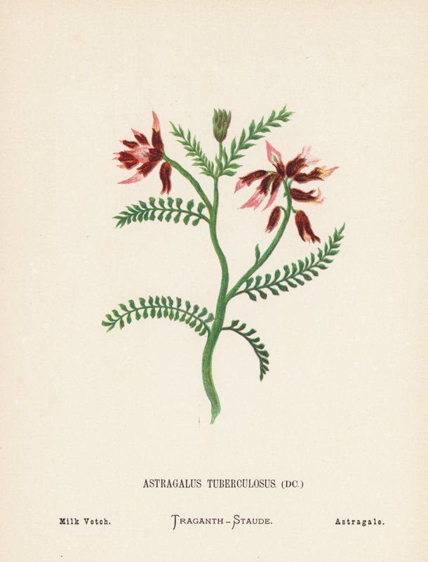 Wilde bloemen van het Heilige Land: Astragalus Tuberculosus; Veldlathyrus door Hannah Zeller