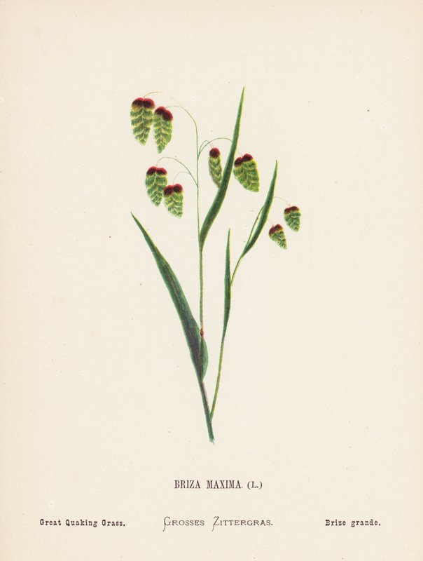 Wilde Bloemen van het Heilige Land: Briza Maxima; Grote Trilmot (gekleurde gravure) door Hannah Zeller