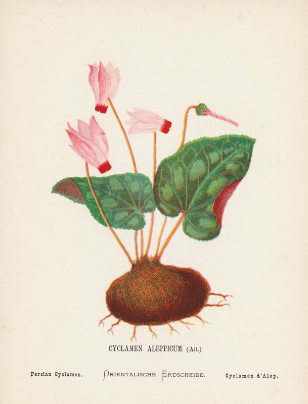 Wilde bloemen van het Heilige Land: Cyclamen Aleppicum, Ait; Perzische Cyclamen door Hannah Zeller