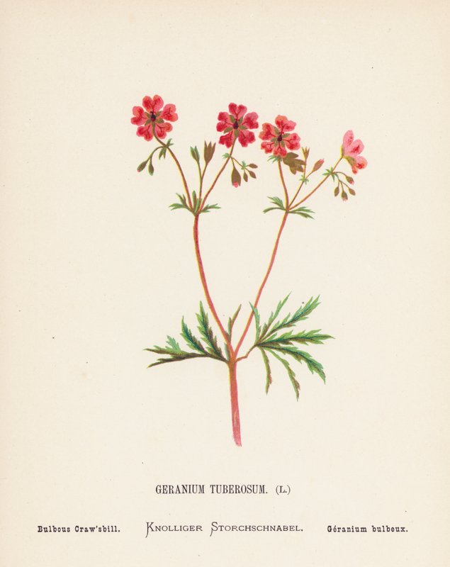 Wilde bloemen van het Heilige Land: Geranium Tuberosum; Bolvormige Kraanvogel door Hannah Zeller
