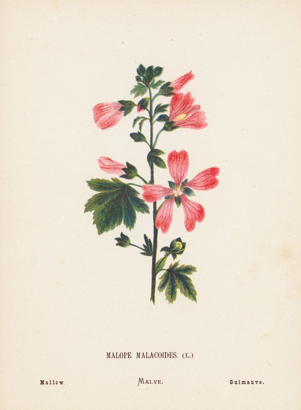 Wilde Bloemen van het Heilige Land: Malope Malacoides; Kaasjeskruid door Hannah Zeller
