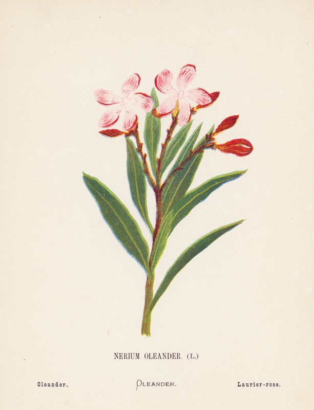 Wilde Bloemen van het Heilige Land: Nerium Oleander; Oleander door Hannah Zeller