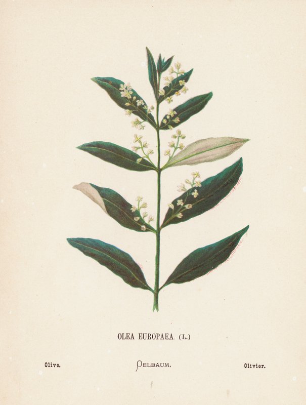 Wilde bloemen van het Heilige Land: Olea Europaea; Olijf door Hannah Zeller